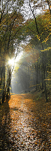 Wald im Herbst
